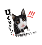 子猫の部長のスタンプ（個別スタンプ：14）