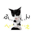子猫の部長のスタンプ（個別スタンプ：16）