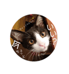 子猫の部長のスタンプ（個別スタンプ：17）