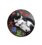 子猫の部長のスタンプ（個別スタンプ：18）