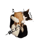 子猫の部長のスタンプ（個別スタンプ：22）