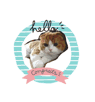 猫プー（個別スタンプ：1）