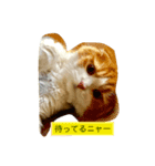猫プー（個別スタンプ：3）