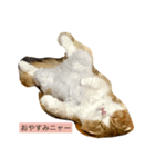 猫プー（個別スタンプ：4）