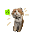 猫プー（個別スタンプ：6）