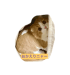 猫プー（個別スタンプ：8）