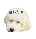 トイプードルのたわしです（個別スタンプ：2）