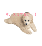 トイプードルのたわしです（個別スタンプ：8）