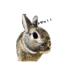 うさぎとともに。（個別スタンプ：1）