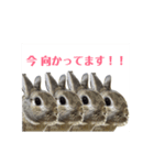 うさぎとともに。（個別スタンプ：2）