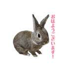 うさぎとともに。（個別スタンプ：6）