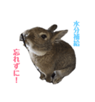 うさぎとともに。（個別スタンプ：7）