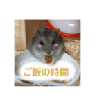 ハムスターのティムくんとメルちゃん（個別スタンプ：2）