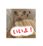ハムスターのティムくんとメルちゃん（個別スタンプ：4）