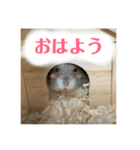 ハムスターのティムくんとメルちゃん（個別スタンプ：5）