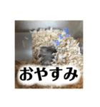 ハムスターのティムくんとメルちゃん（個別スタンプ：6）