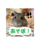 ハムスターのティムくんとメルちゃん（個別スタンプ：7）