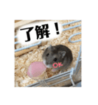 ハムスターのティムくんとメルちゃん（個別スタンプ：8）