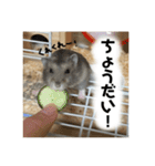 ハムスターのティムくんとメルちゃん（個別スタンプ：9）