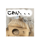 ハムスターのティムくんとメルちゃん（個別スタンプ：10）