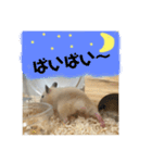 ハムスターのティムくんとメルちゃん（個別スタンプ：11）