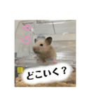 ハムスターのティムくんとメルちゃん（個別スタンプ：12）