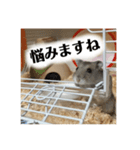 ハムスターのティムくんとメルちゃん（個別スタンプ：14）