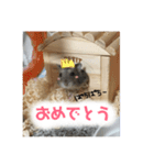 ハムスターのティムくんとメルちゃん（個別スタンプ：16）