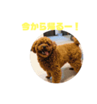 たみ！（個別スタンプ：12）