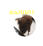 たみ！（個別スタンプ：16）