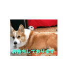 愛犬チロルとリッカ（個別スタンプ：1）