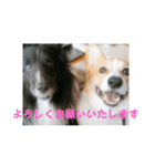 愛犬チロルとリッカ（個別スタンプ：3）