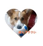 愛犬チロルとリッカ（個別スタンプ：4）