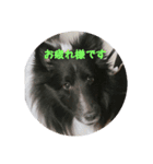 愛犬チロルとリッカ（個別スタンプ：5）