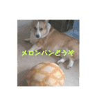 愛犬チロルとリッカ（個別スタンプ：7）