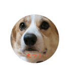 愛犬チロルとリッカ（個別スタンプ：8）