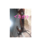 釣り部だよ（個別スタンプ：13）