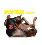 ドーベルマン 銀雷 4（個別スタンプ：14）