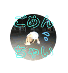 まるわこ（個別スタンプ：9）