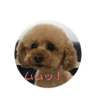 ぷぅちゃんのスタンプ（個別スタンプ：2）