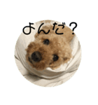ぷぅちゃんのスタンプ（個別スタンプ：8）