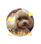 犬スタンプ②（個別スタンプ：1）