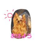 犬スタンプ②（個別スタンプ：2）
