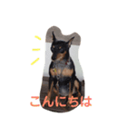 犬スタンプ②（個別スタンプ：3）