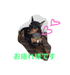 犬スタンプ②（個別スタンプ：4）