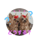 犬スタンプ②（個別スタンプ：5）
