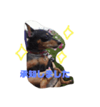 犬スタンプ②（個別スタンプ：6）