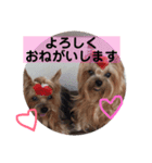 犬スタンプ②（個別スタンプ：7）