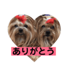 犬スタンプ②（個別スタンプ：8）