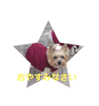 犬スタンプ②（個別スタンプ：9）